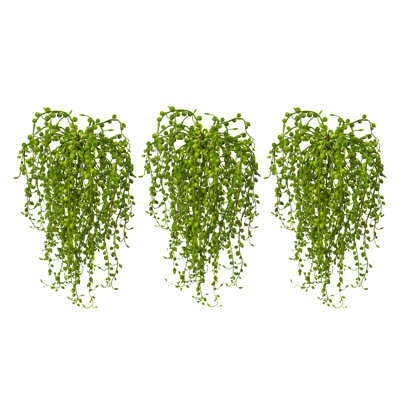 3 succulent