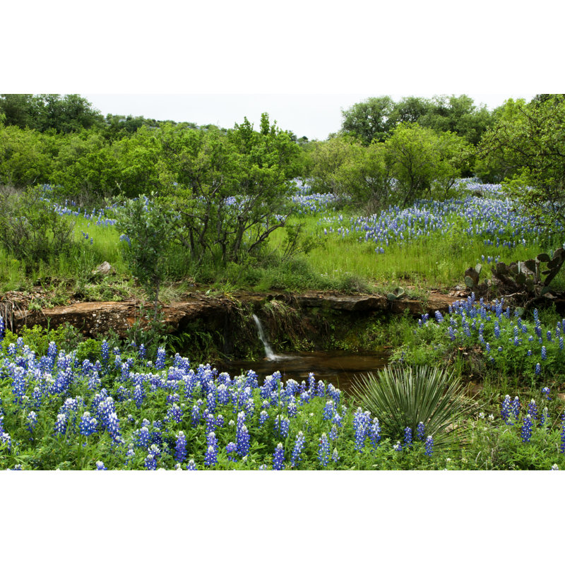 Bluebonnet Flowers Growing Aon a Lush Green Hillside - Photographie sur toile tendue, H 32 po x l 48 po