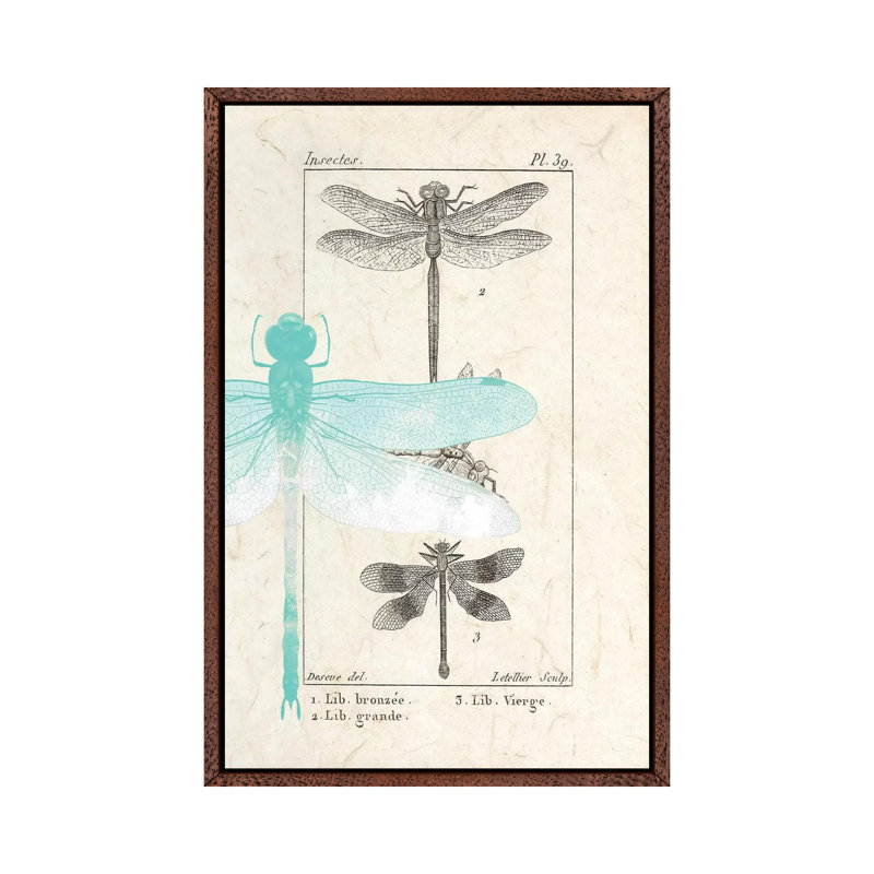 Field Guide I by Kimberly Allen - Print on Canvas, 66.04cm H x 45.72cm W x 3.81cm D, Classic Brown Wood Framed