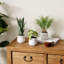 3 - Piece Indoor Artificial Greenery Plants in Pot Set