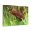 No Frame Print on Canvas-1361205711