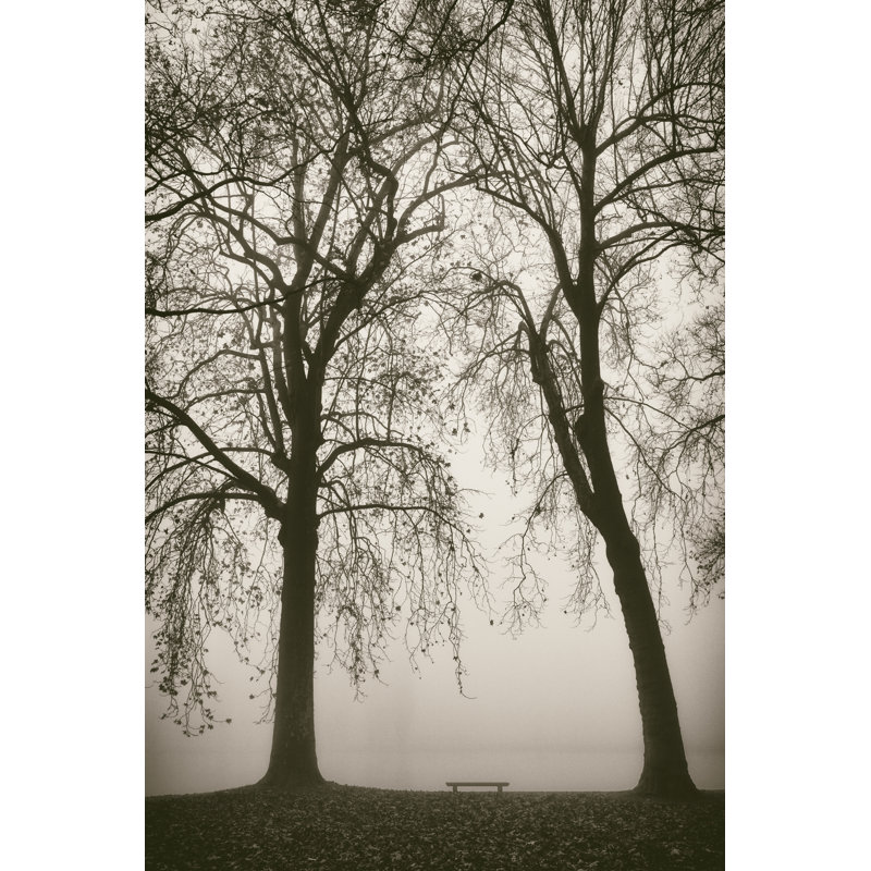 Trees in Fog II by Jody Stuart - Photograph Print, 91cm H x 61cm W, Wrapped Canvas