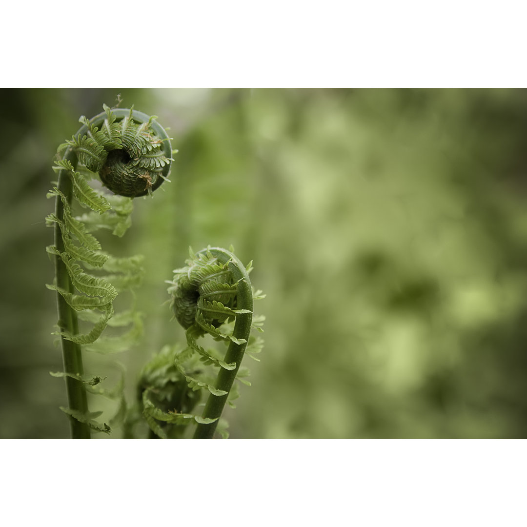 Fiddlehead Ferns von Cglade - Kunstdrucke