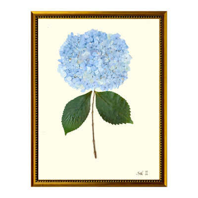 Pressed Hydrangea Print by Sandy Whitaker