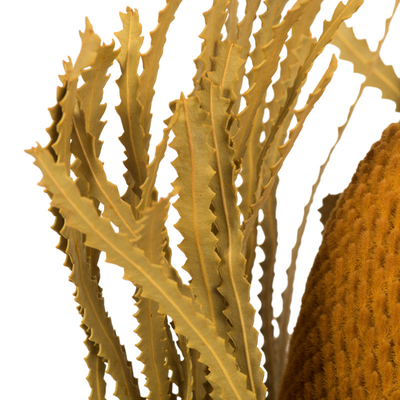 Arrangement floral Banksia