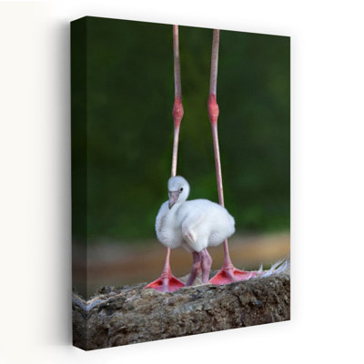 Flamingo Chick Under Parent Contemporary Bird Flamingo Nature Wildlife Wall Art Print 1 Piece Wrapped Canvas Wall Art