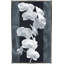 Orchidée opulence I par Katrina Craven - impression-582846786-582846780