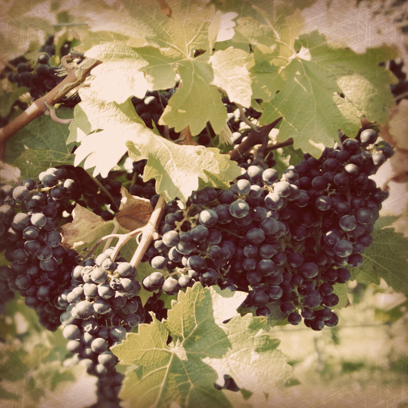 Vintage Grape Vines II by Jason Johnson - Wrapped Canvas Art Prints, 76cm H x 76cm W x 3.8cm D