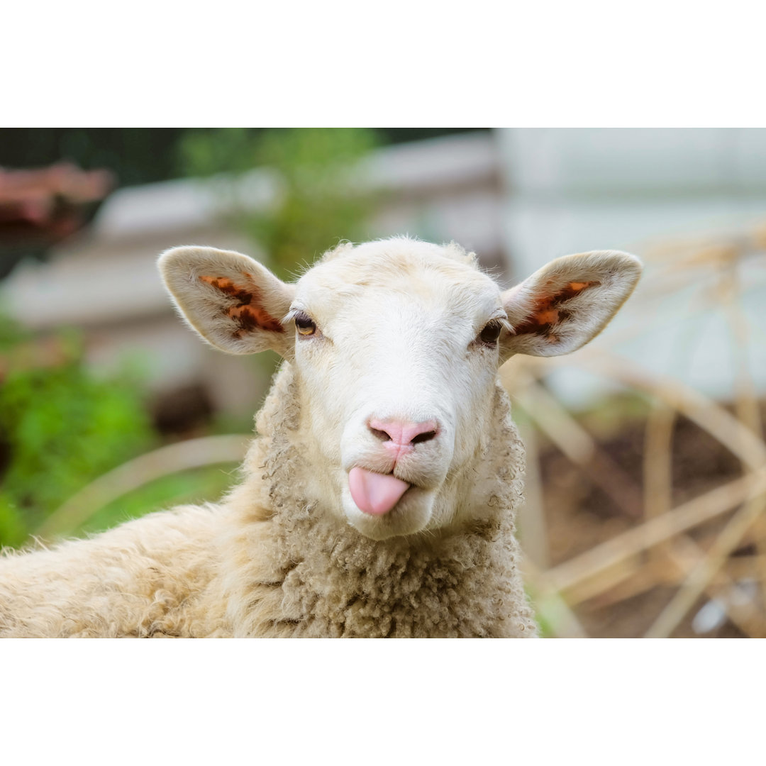 Leinwandbild Funny Sheep - Portrait eines Schafes mit Zunge von N-Sky