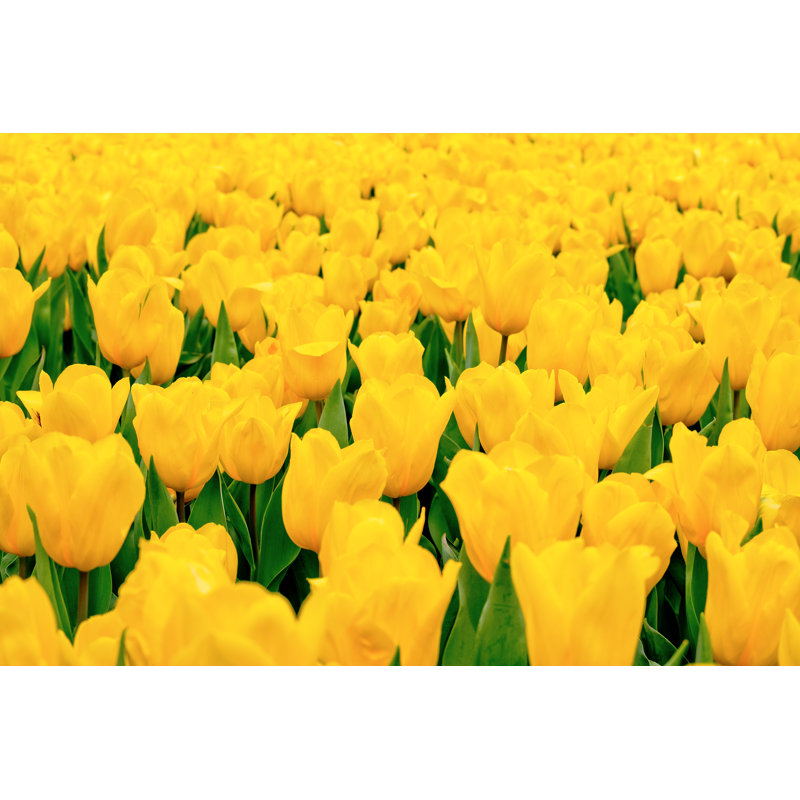 Tulipes jaunes, H 24 po x l 36 po