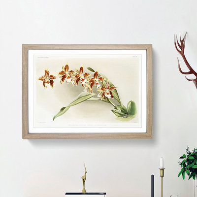 Magnolia Flowers Illustration Tab. 33 by Frederick Sander - Framed Print