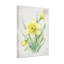 Plantes et fleurs, jonquille, aquarelle-1908751285-1908751286-1908751287