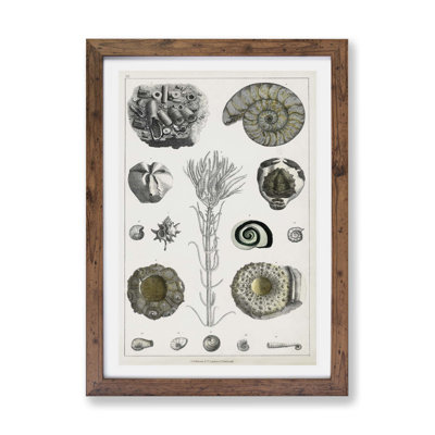 Collection of Fossils by Oliver Goldsmith - Framed Print