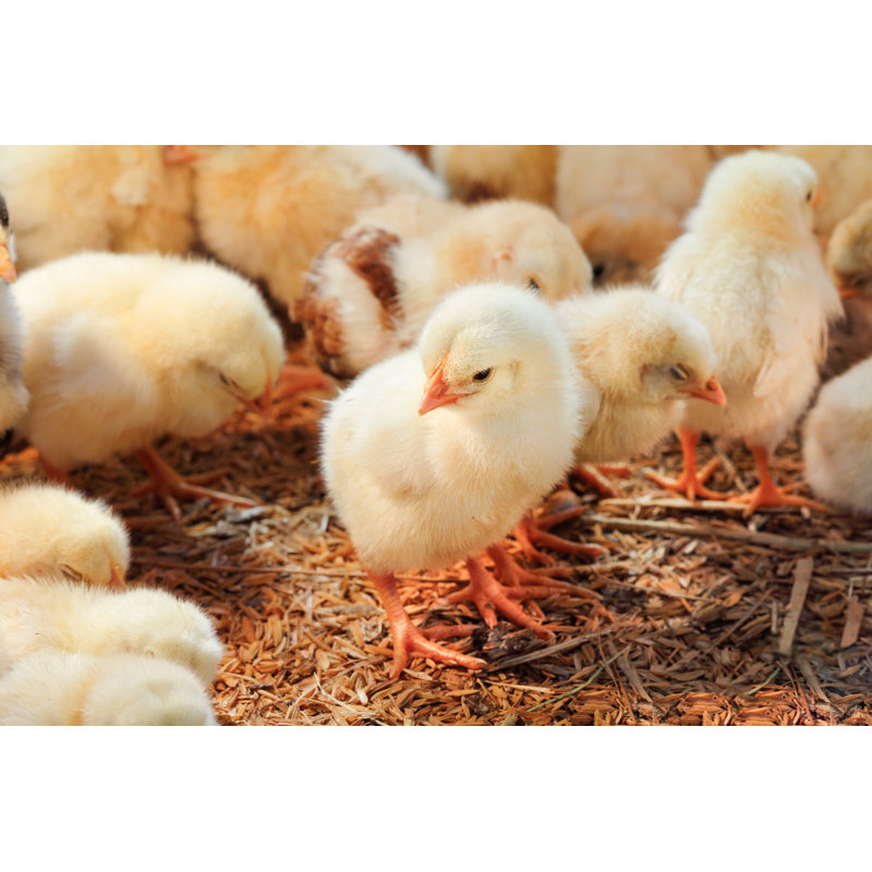 Baby Chicken by Toa55 - Wrapped Canvas Print, 30cm H x 46cm W x 3.8cm D