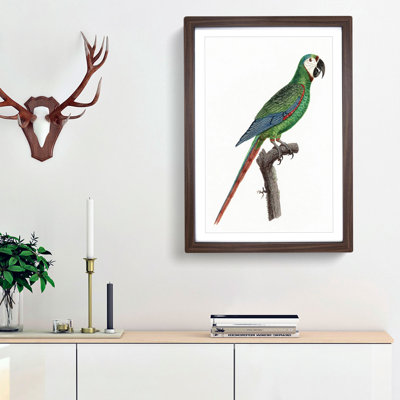 A Blue-Winged Macaw Parrot by F. Levaillant - Framed Print