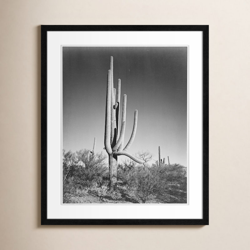 «Cactus In Saguaro National Monument In Arizona», reproduction de photo sur papier encadrée, Noir