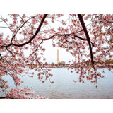 Full Bloom Iii Print by Scott Wurzel