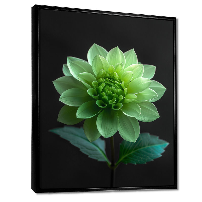 Dahlia noir et vert en photo monochrome - impression d'art mural Dahlia, Cadre flottant noir, H 30 po x l 40 po
