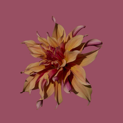 « Abandon d'automne » — Tirage photo encadré, finition lustrée, cadre blanc, 40 x 40 po