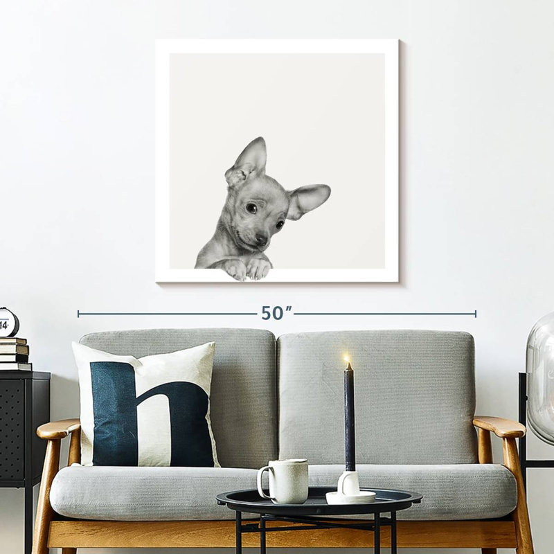 Chihuahua doux Brampt, H 30 po x l 30 po