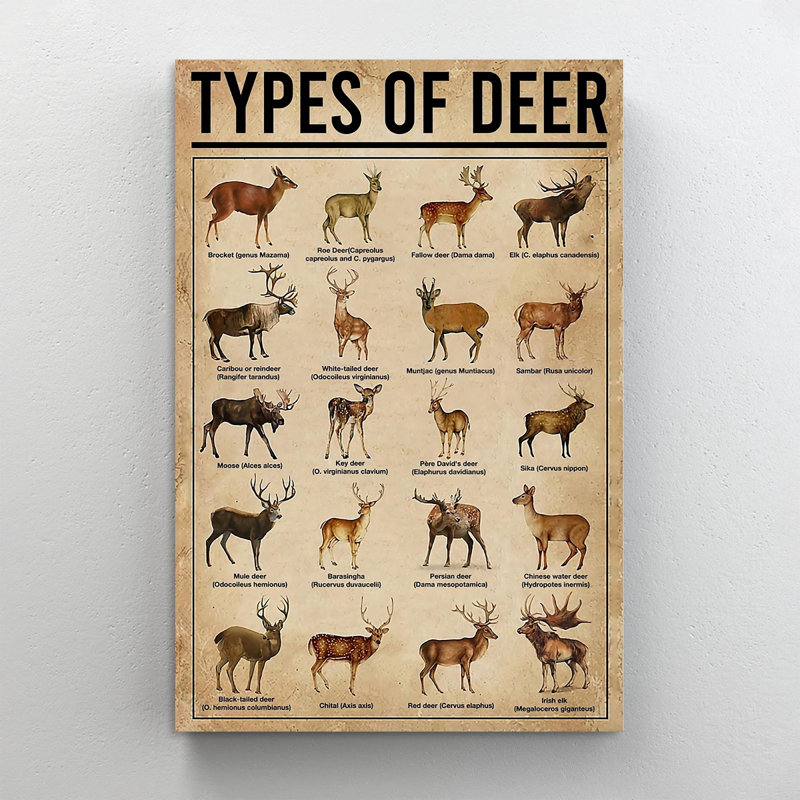 Types of Deer - impression sur toile tendue, H 36 po x l 24 po x P 1,25 po