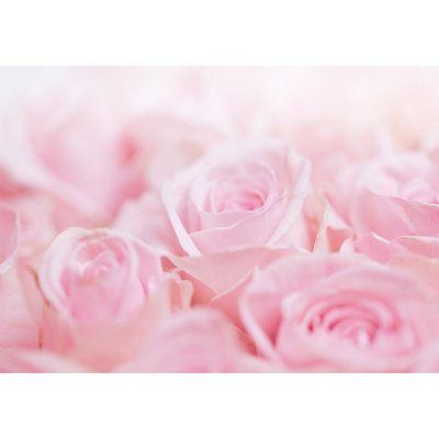 Adhésif mural floral pelez et collez - Océan de roses