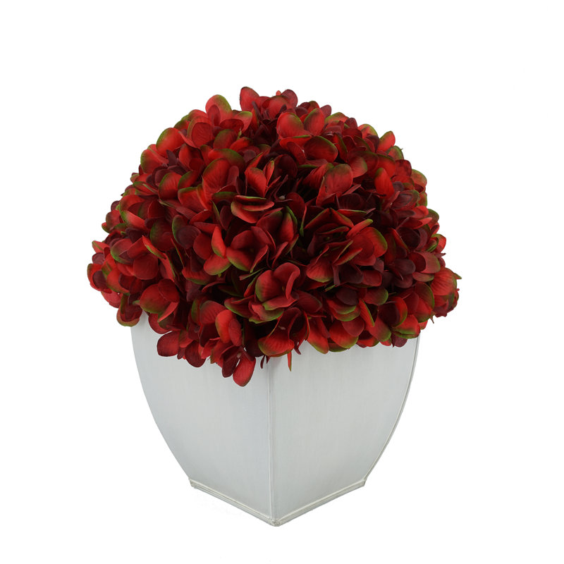 Arrangements floraux d'hortensias en pot, Bourgogne