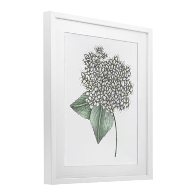  Hortensia croquis, impression encadrée sous verre, design par Cecilia Battaini