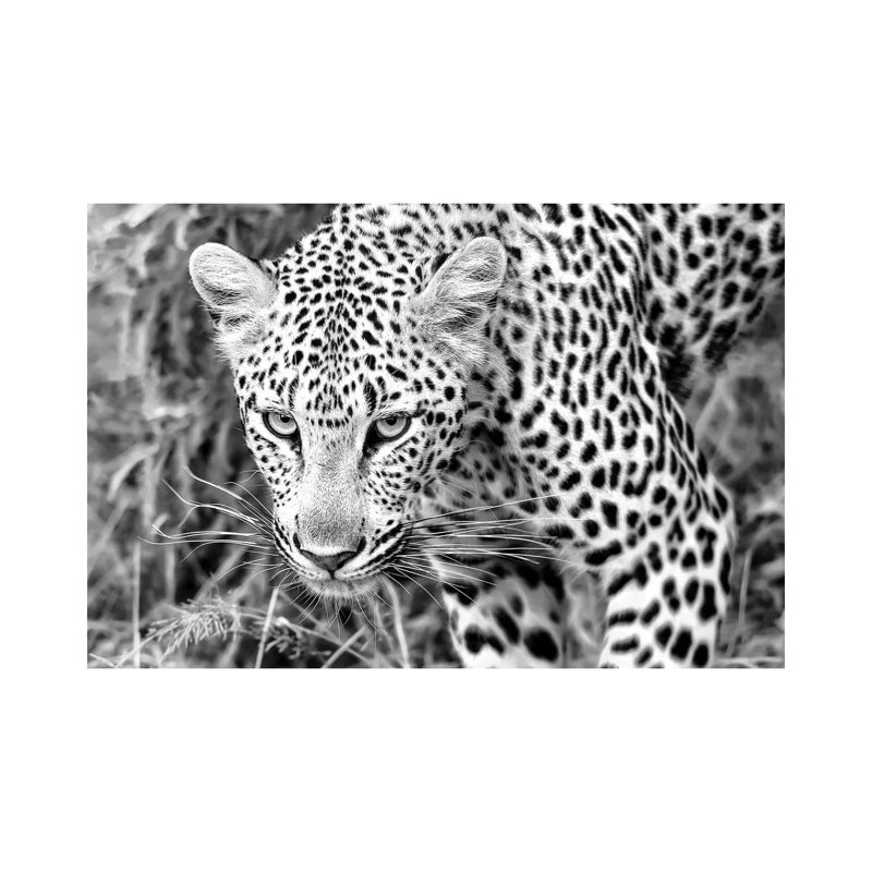 Leopard Close Up In Black And White by MScottPhotography - Wrapped Canvas Gallery-Wrapped Canvas Giclée