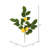 20'' Salal Leaf Lemon Plant