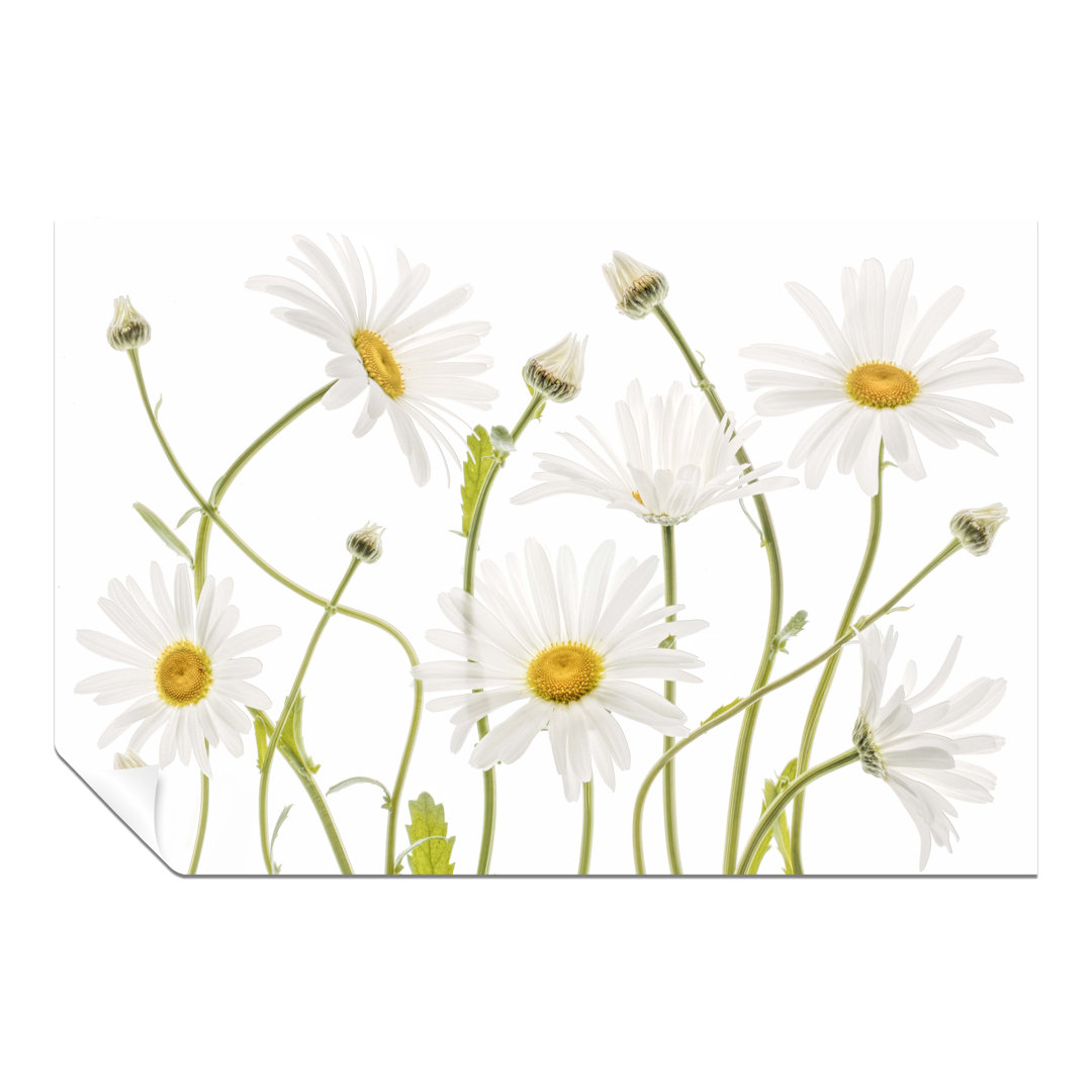 Rosalind Wheeler Fine Art Prints White Ox Eye Daisies Flower Floral Garden Artistic Unframed Poster, Pictures For Home Walls, Bedroom, Living Room & B