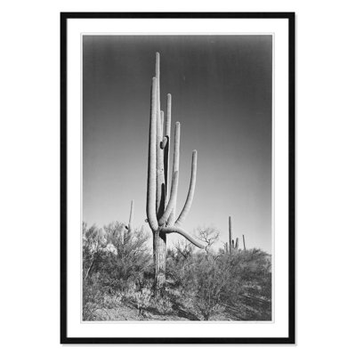 Saguaro National Monument Print by Ansel Adams