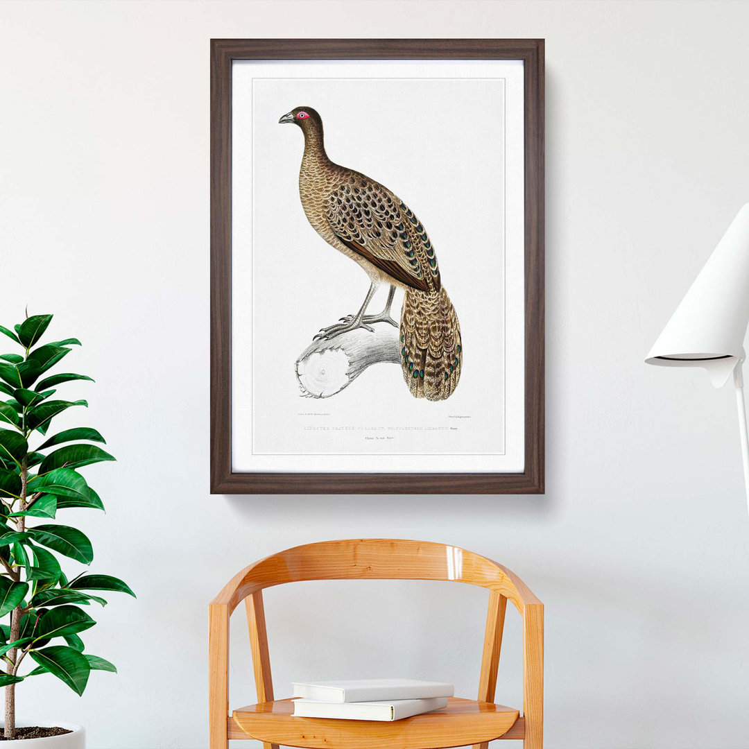 Lineated Peacock Pheasant Illustration by John Edward Gray - Picture Frame Painting Print