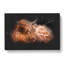 Highland Cow In The Shadows - Wrapped Canvas Print-56658557