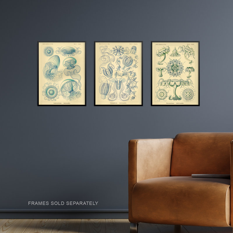 Jellyfish Blue Yellow Haeckel Vintage Illustrations Marine - 3 Piece No Frame Print Set, 29.7cm H x 21cm W x 0.4cm D
