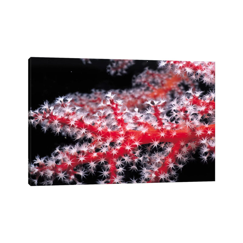 Red Gorgonian Coral by Unknown Artist - Wrapped Canvas Print, 20.32 cm H x 30.48 cm W