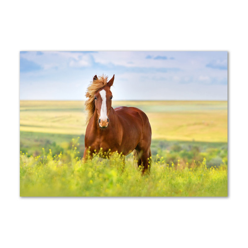 Brown Horse - Wrapped Canvas Print