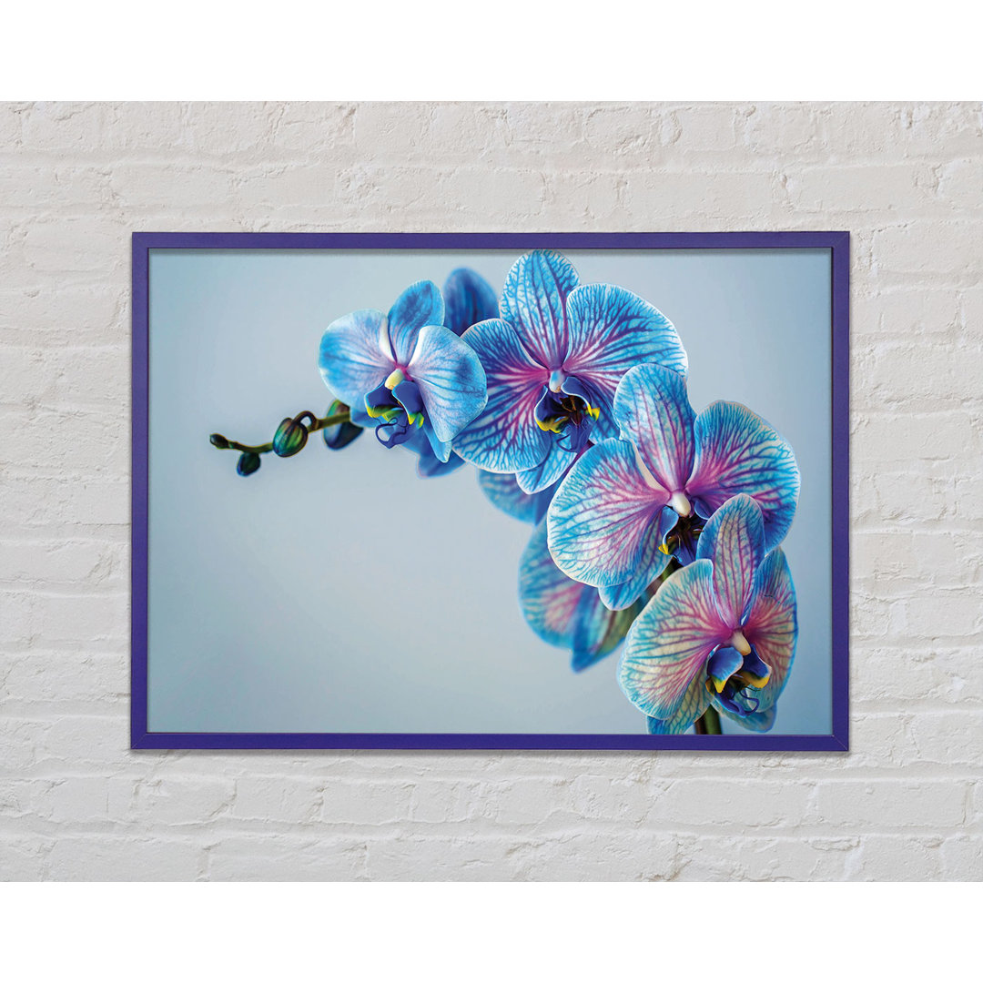 Blaue Orchideen Close Up Gerahmter Druck