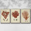 Ensemble de 3 toiles tendues Shell Collection-1798601472-1798601487