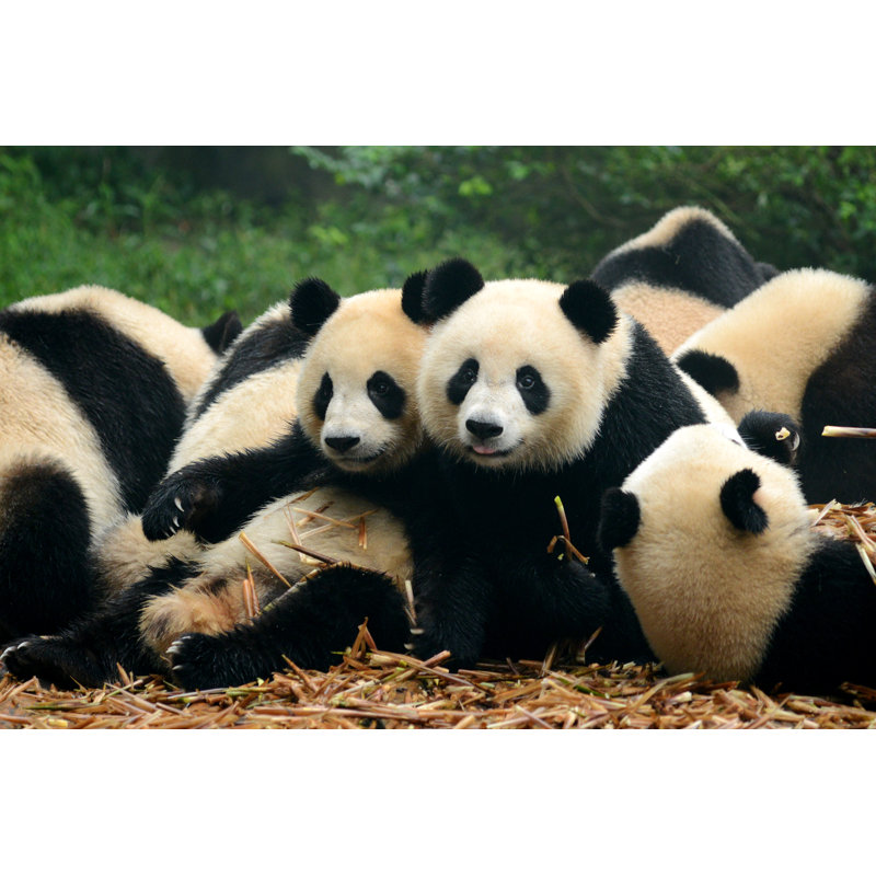 Group Of Panda - Wrapped Canvas Print, 30cm H x 46cm W x 3.8cm D