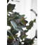 Branche d'eucalyptus