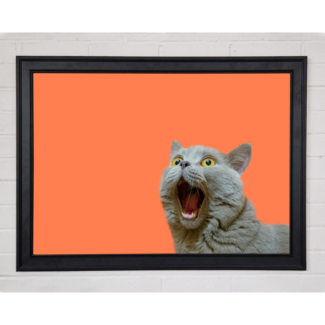 Cat On The Orange - Einzelne Bilderrahmen Kunstdrucke