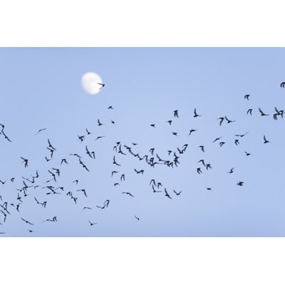 Bat Swarm by Jazle