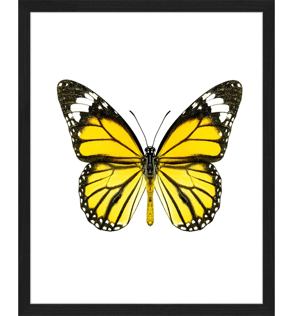 Gerahmtes Poster Yellow Butterfly