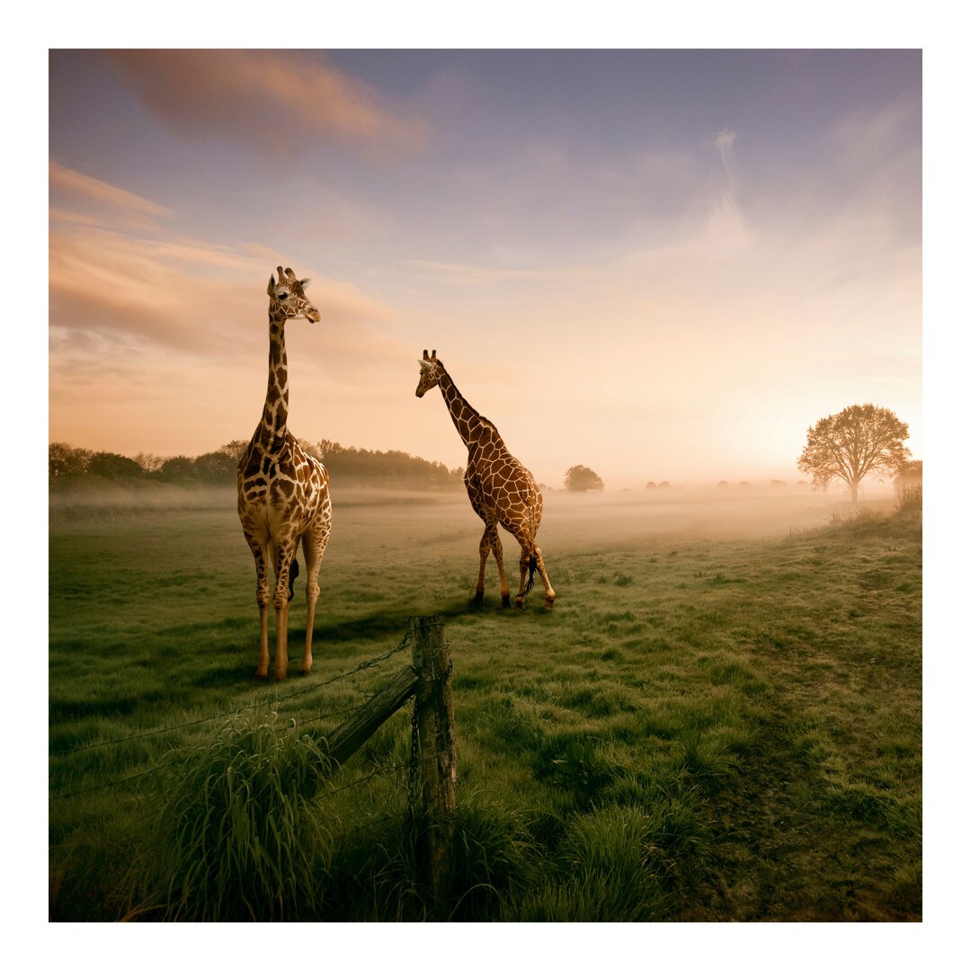 Seidenmatte Tapete Surreal Giraffes