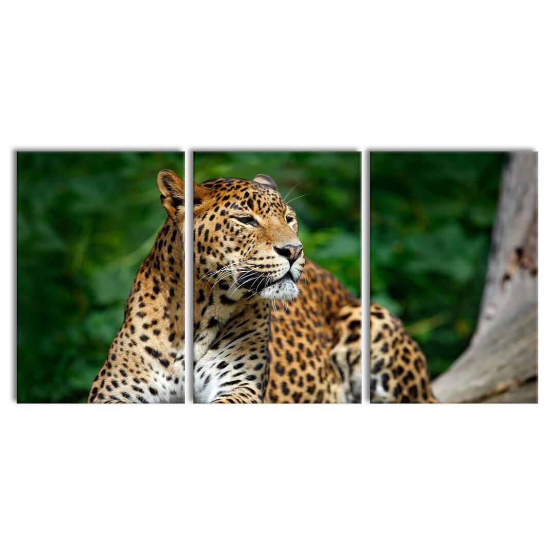 3-tlg. Leinwandbilder-Set Beautiful Leopard in Nature