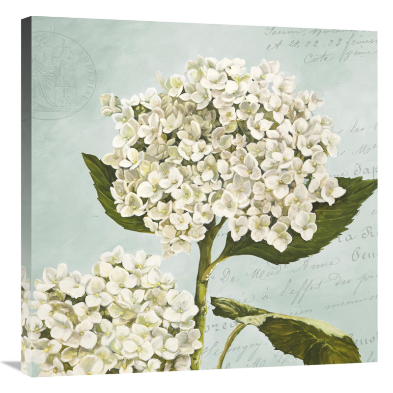 " Hydrangeas II ", 36" H x 36" W x 1.5" D