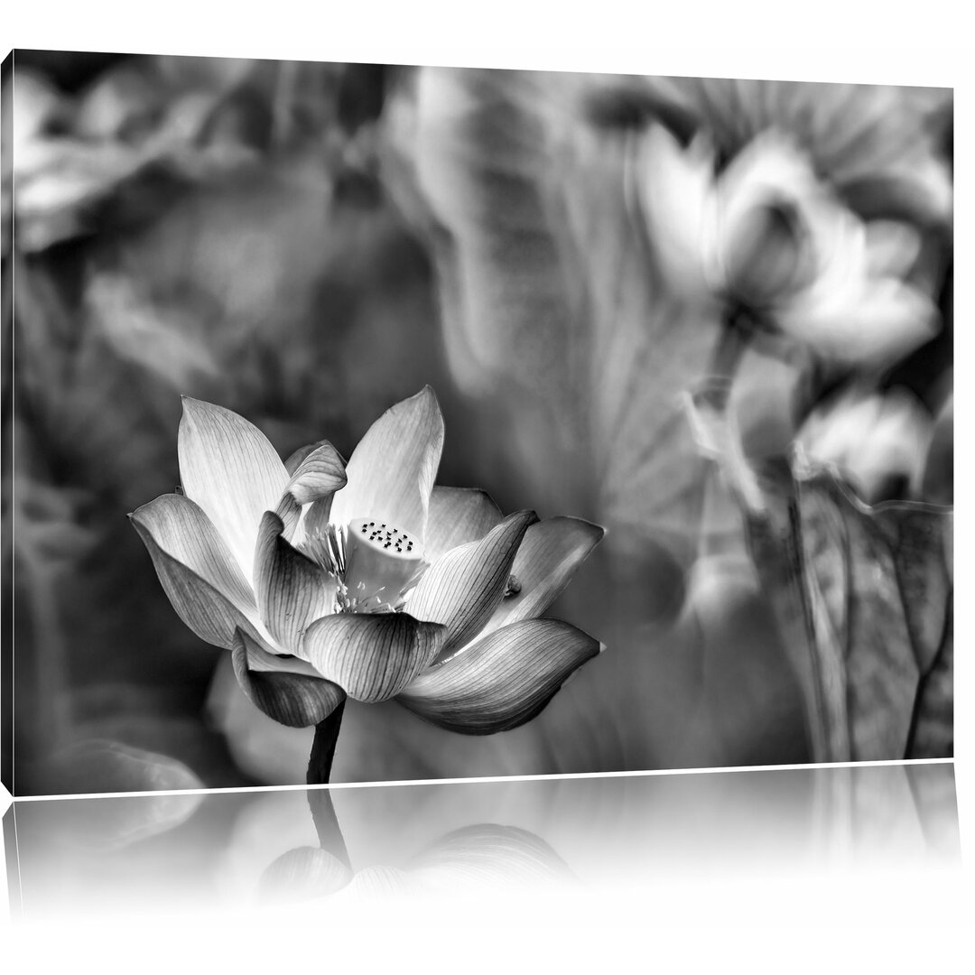 Leinwandbild Wunderschöne Lotusblüten in Monochrom