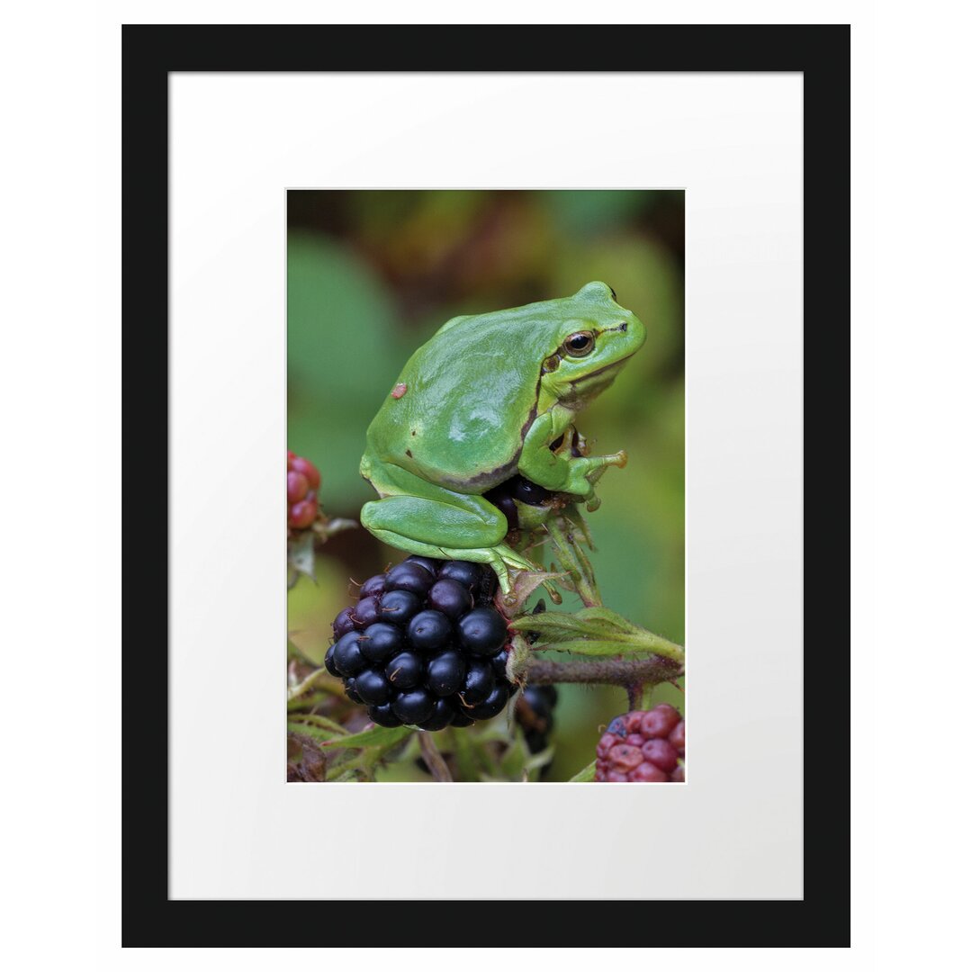 Gerahmtes Poster Kleiner Frosch auf Brombeerstrauch