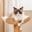 2 Tiers Cat Tree with Condons,Perch,Scratching Posts
